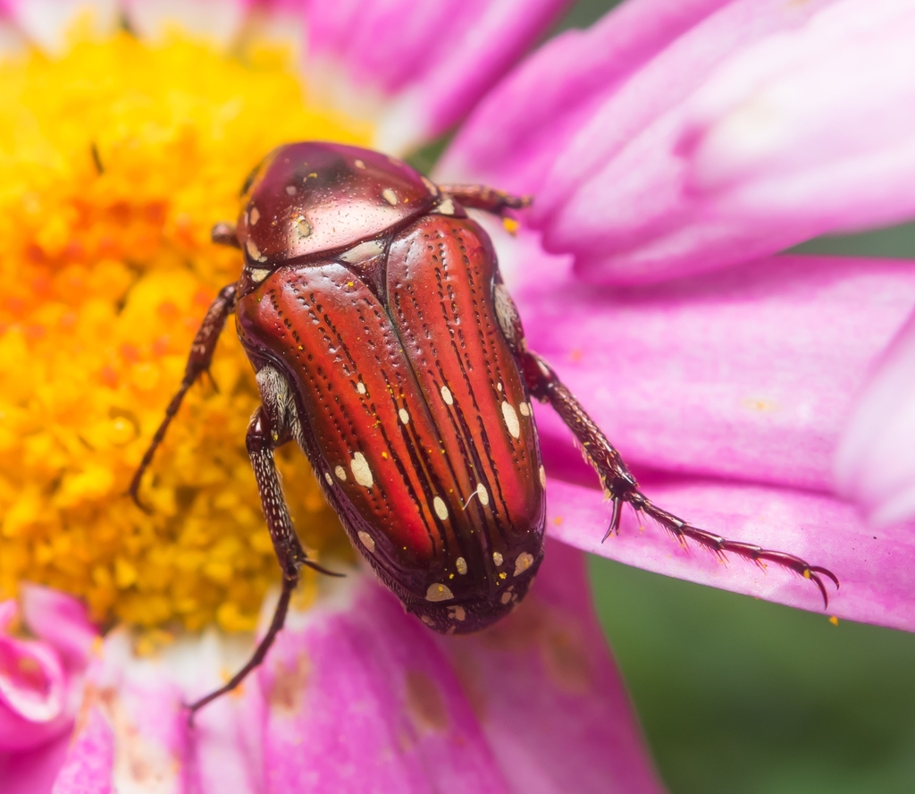 Coppercollar Small Fruit Chafer from Mtunzini on September 24, 2022 at ...