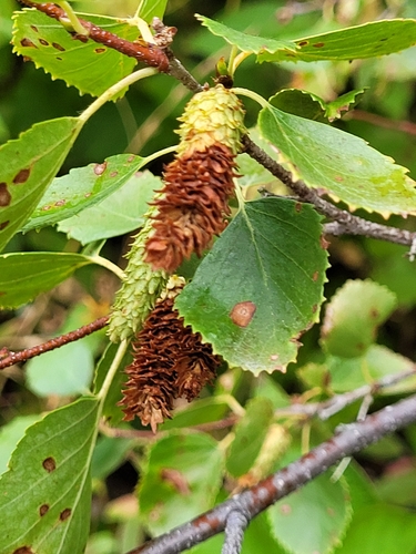 water birch