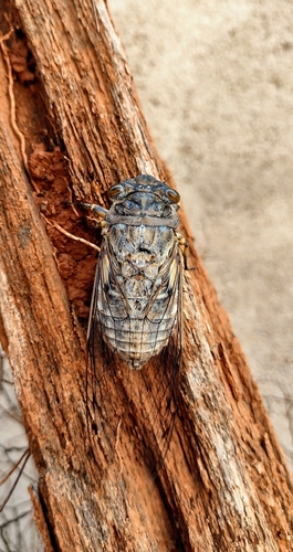 Giant Cicada