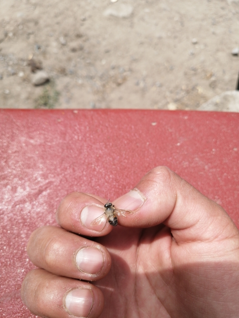 Western Honey Bee from 4H85+JG5, San Jeronimo de Surco 15555, Perú on ...