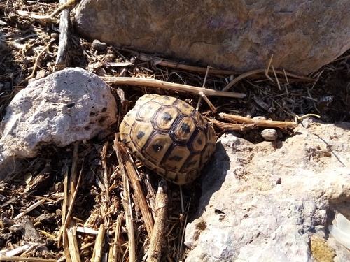 Libyan Tortoise (Subspecies Testudo graeca cyrenaica) · iNaturalist