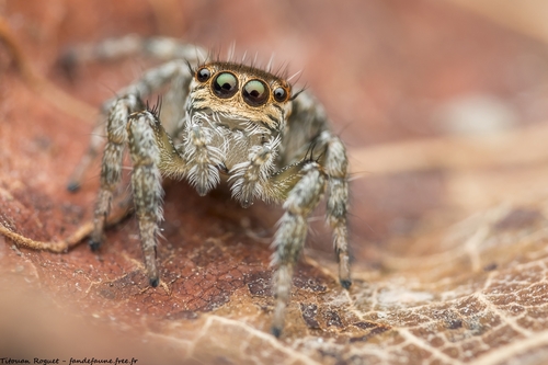 Mediterranean white-banded spider