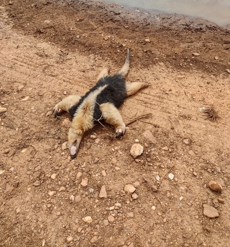 Southern Tamandua