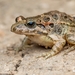Mediterranean Painted Frog - Photo (c) Titouan Roguet, all rights reserved, uploaded by Titouan Roguet