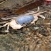 藍灰澤蟹 - Photo 由 Po-Wei Chi 所上傳的 (c) Po-Wei Chi，保留所有權利