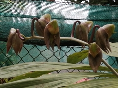 Catasetum maculatum image