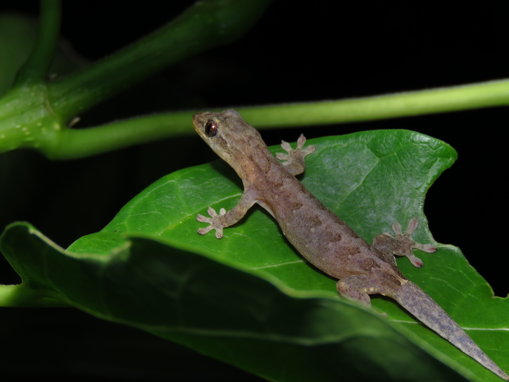 Lanyu Scaly-toed Gecko (Lepidodactylus yami)