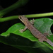 Lepidodactylus yami - Photo (c) Po-Wei Chi, todos los derechos reservados