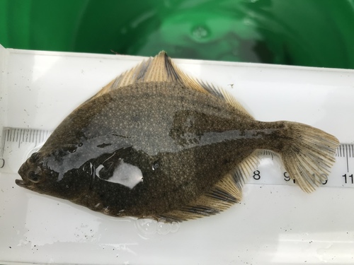 Starry Flounder