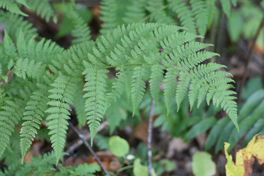 southern lady fern from Smyth County, VA, USA on September 24, 2022 at ...