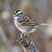 White-throated Sparrow - Photo (c) Shenandoah  National Park, some rights reserved ()
