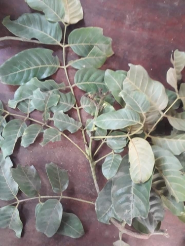Sclerolobium denudatum