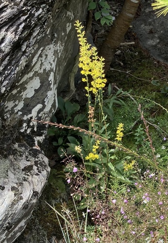 Hiwassee Goldenrod (Solidago ayuhwasi)