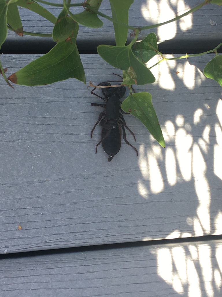 Florida vinegaroon from S Ponte Vedra Blvd, Ponte Vedra Beach, FL, US