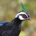 Palawan Peacock-Pheasant - Photo (c) Gil Ewing, all rights reserved, uploaded by Gil Ewing