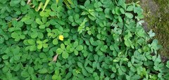 Arachis pintoi image