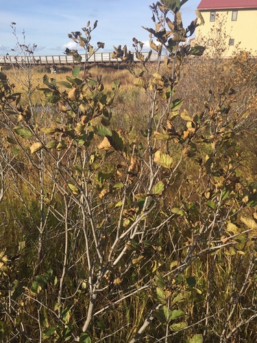 green alder