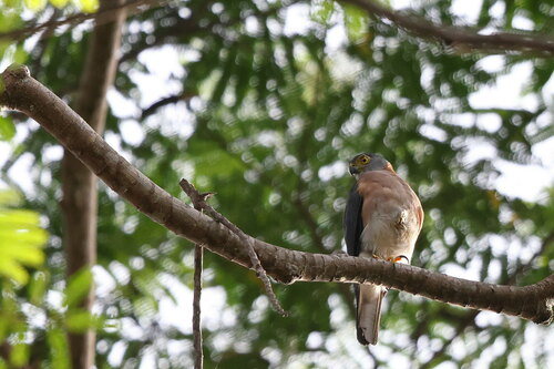 Rufous-necked Sparrowhawk