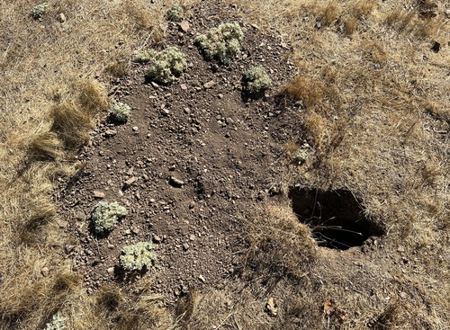 iNaturalist observation photo of turkey mullein