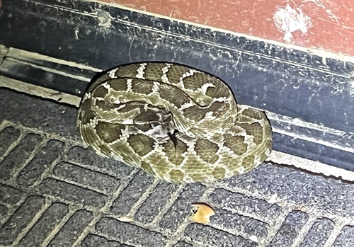 iNaturalist observation photo of Northern Pacific Rattlesnake