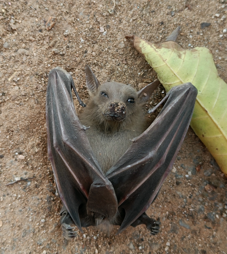 Greater Shortnosed Fruit Bat from 366A, 3rd cross, Bhagat Singh road