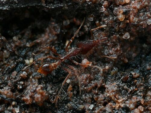 异瘤颚蚁Strumigenys heteropha