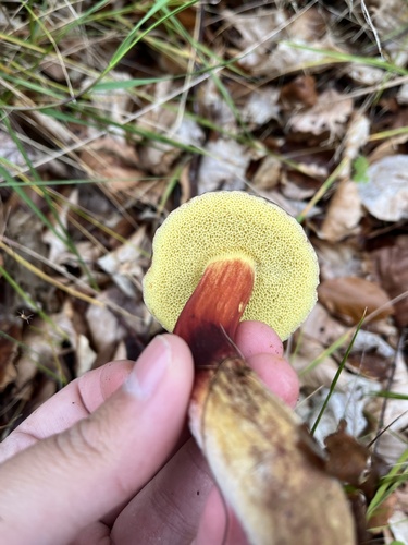 Auksakotis švelniabaravykis nuotrauka