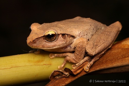 Knuckles Shrub Frog