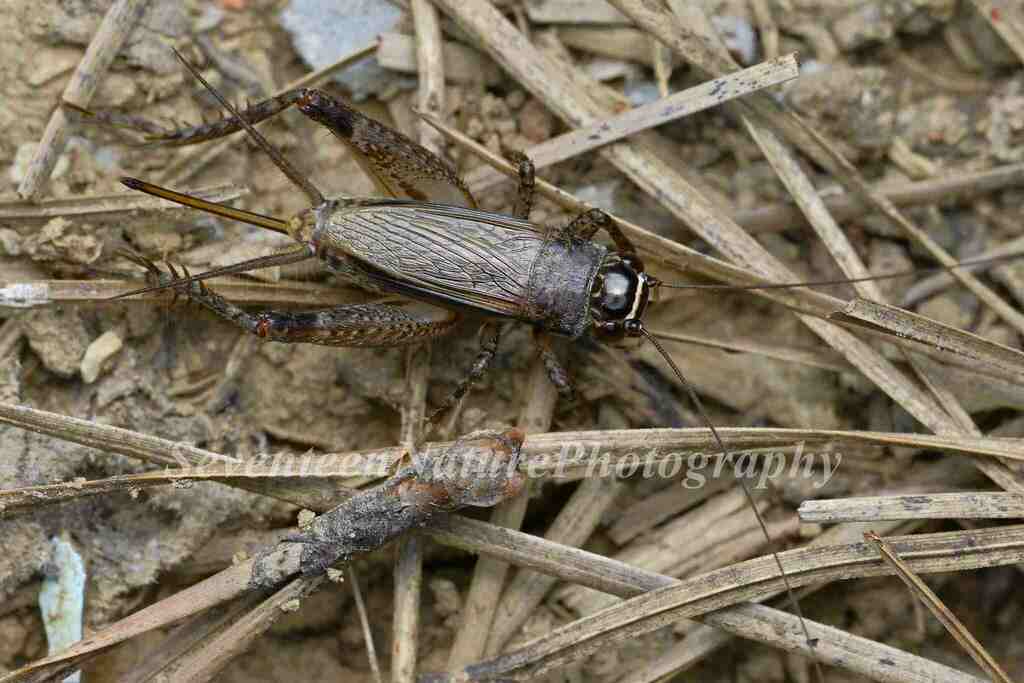 Loxoblemmus equestris from 中国江苏省南京市浦口区 on September 24, 2022 at 08:41 ...