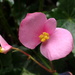 Begonia austrotaiwanensis - Photo (c) 陳慧珠, all rights reserved, uploaded by 陳慧珠