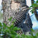 Striped Woodpecker - Photo (c) Marc Faucher, all rights reserved, uploaded by Marc Faucher