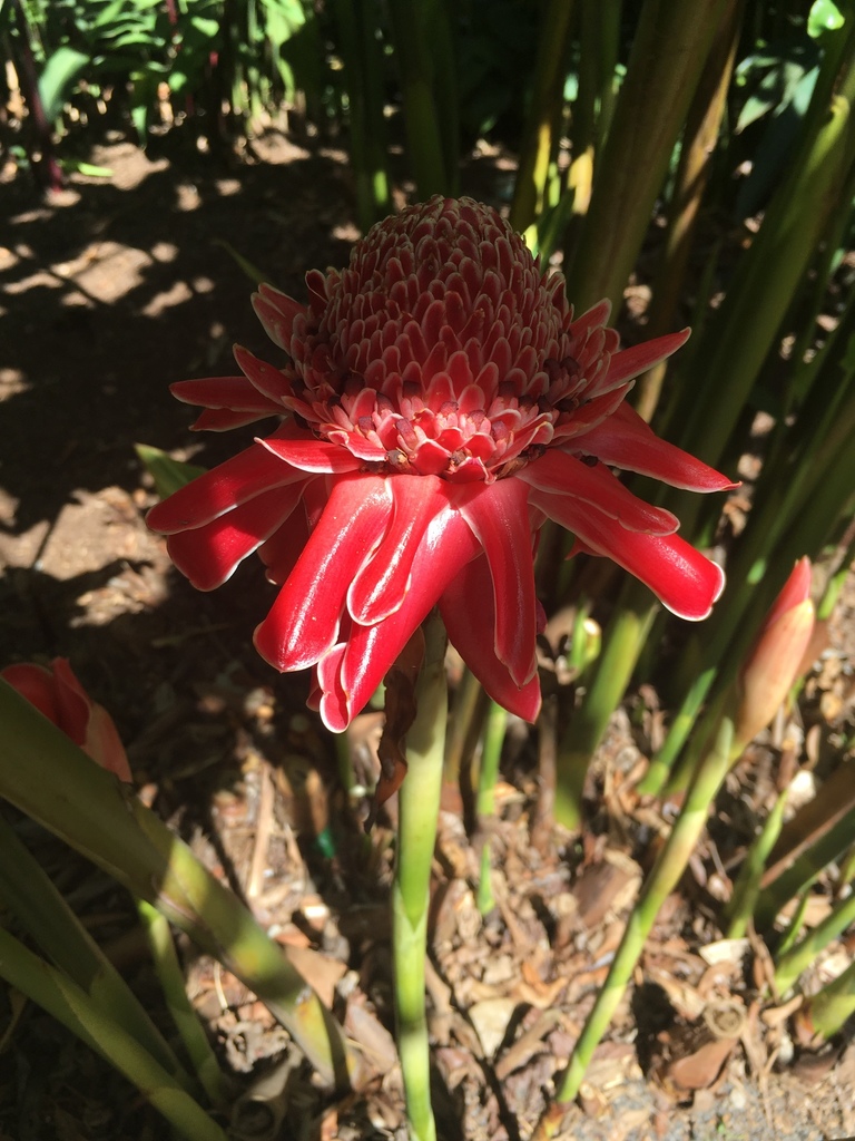 Torch ginger from Rainforestation Nature Park, Kuranda, QLD, AU on