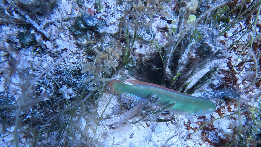Green Razorfish from Roberto dive site on September 23, 2022 at 02:49 ...