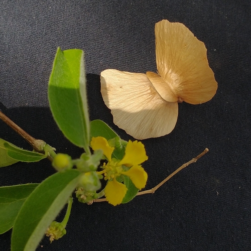 Callaeum psilophyllum