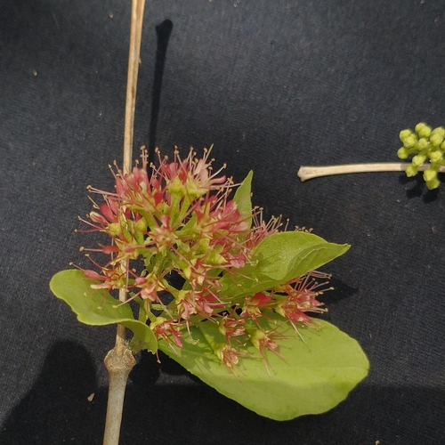 Combretum duarteanum