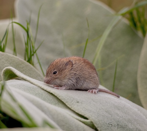 Thomas's pine vole (Microtus thomasi) — Least Concern Mammalia