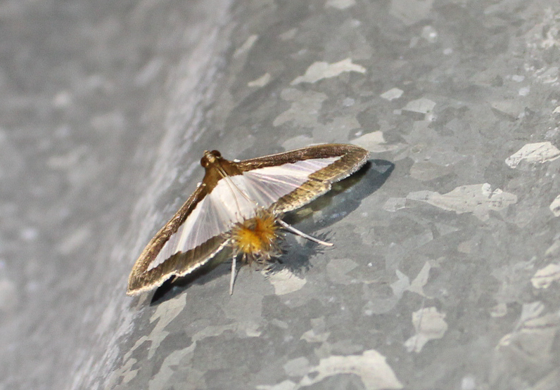 Melonworm Moth from Galveston, TX, USA on September 24, 2022 at 08:56 ...