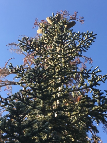 red fir