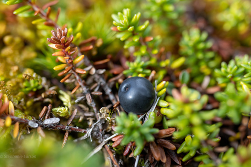 black crowberry