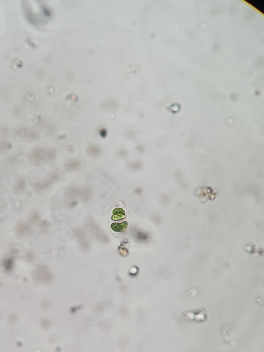 Nephrocytium limneticum