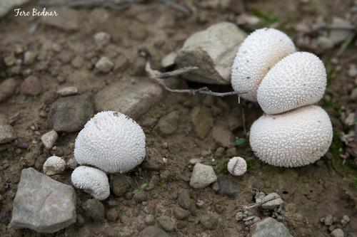 Pievinis pumpotaukšlis nuotrauka