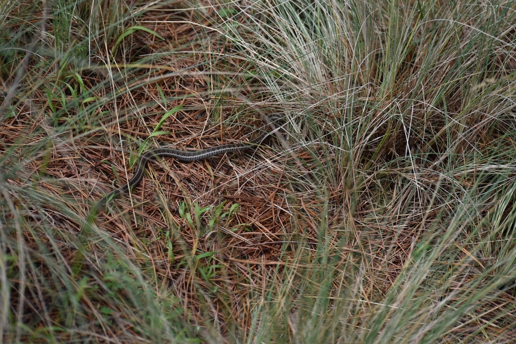 Longtail Alpine Garter Snake From Cumbres Del Ajusco, MX-DF, MX On ...