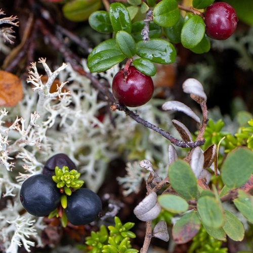 Lingonberry