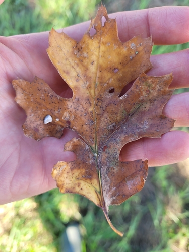 Quercus X discreta