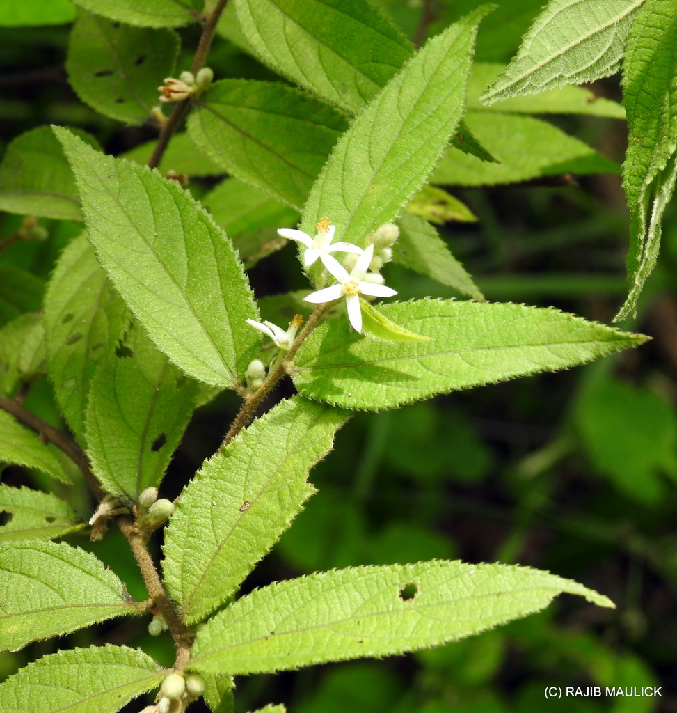 Grewia tomentosa (Grewia tomentosa)