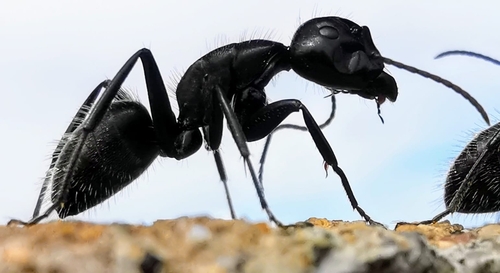 Hairy Carpenter Ant