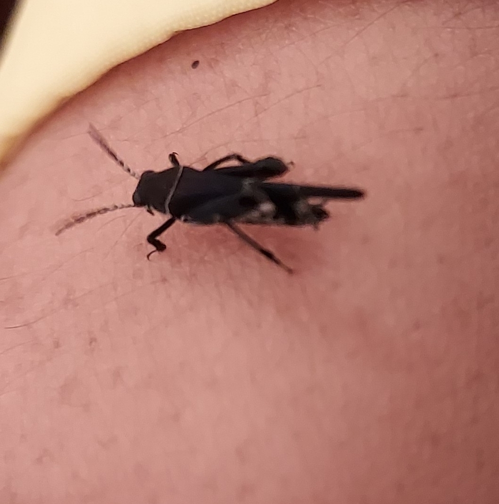 Mud Crickets from Mindo, Ecuador on September 09, 2022 at 0658 PM by