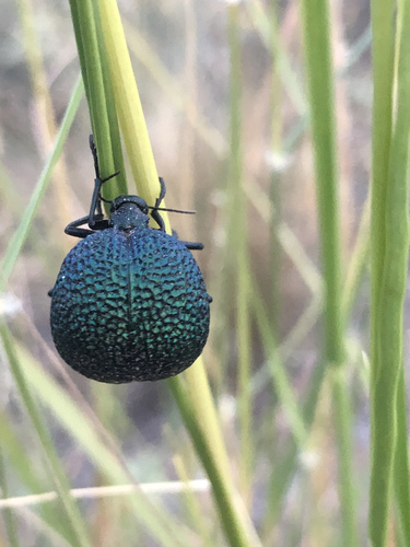 Black Bladder-bodied Meloid