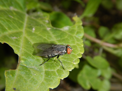 Synthesiomyia nudiseta (Wulp, 1883)