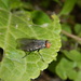 Synthesiomyia nudiseta - Photo (c) jocean, all rights reserved, uploaded by jocean